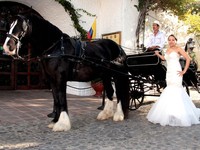 Boda con carruaje percherón